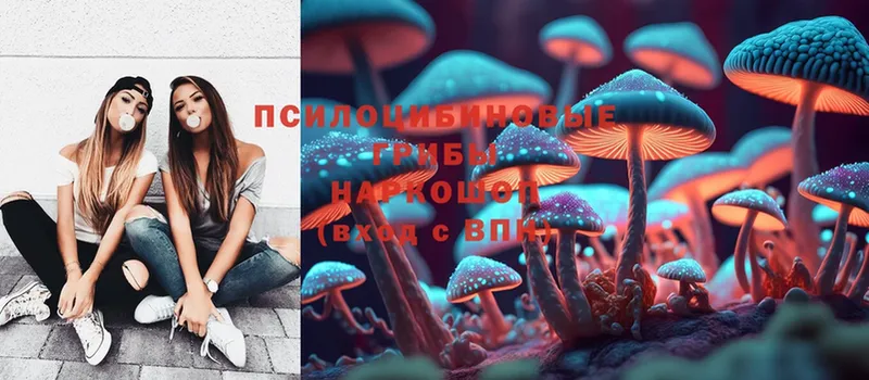 где можно купить наркотик  Выкса  Галлюциногенные грибы Psilocybe 